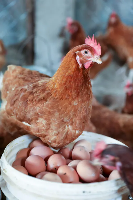 Leben mit Tieren: ein Huhn