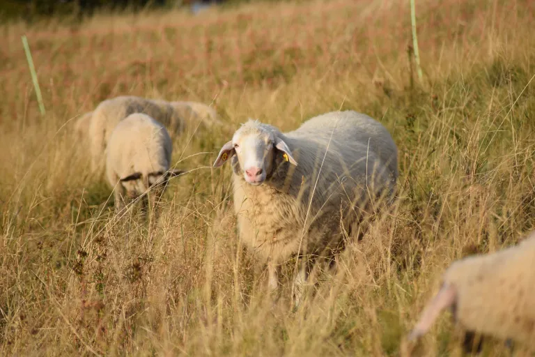 Seniorenwohnen: die Umgebung
