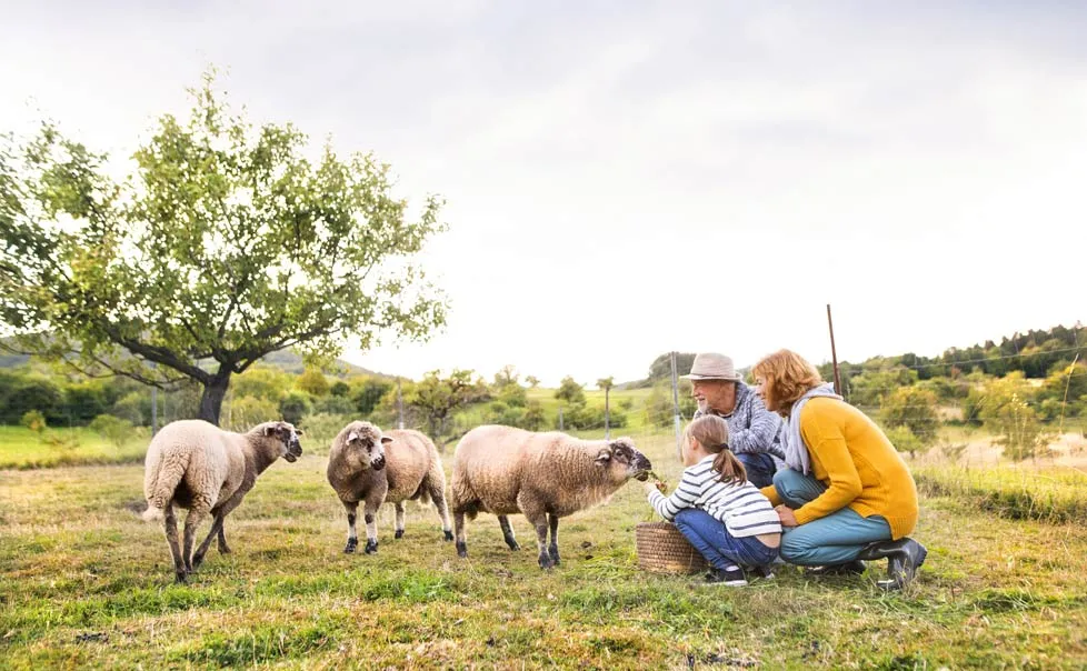 Zwei Erwachsene und ein Kind füttern Schafe
